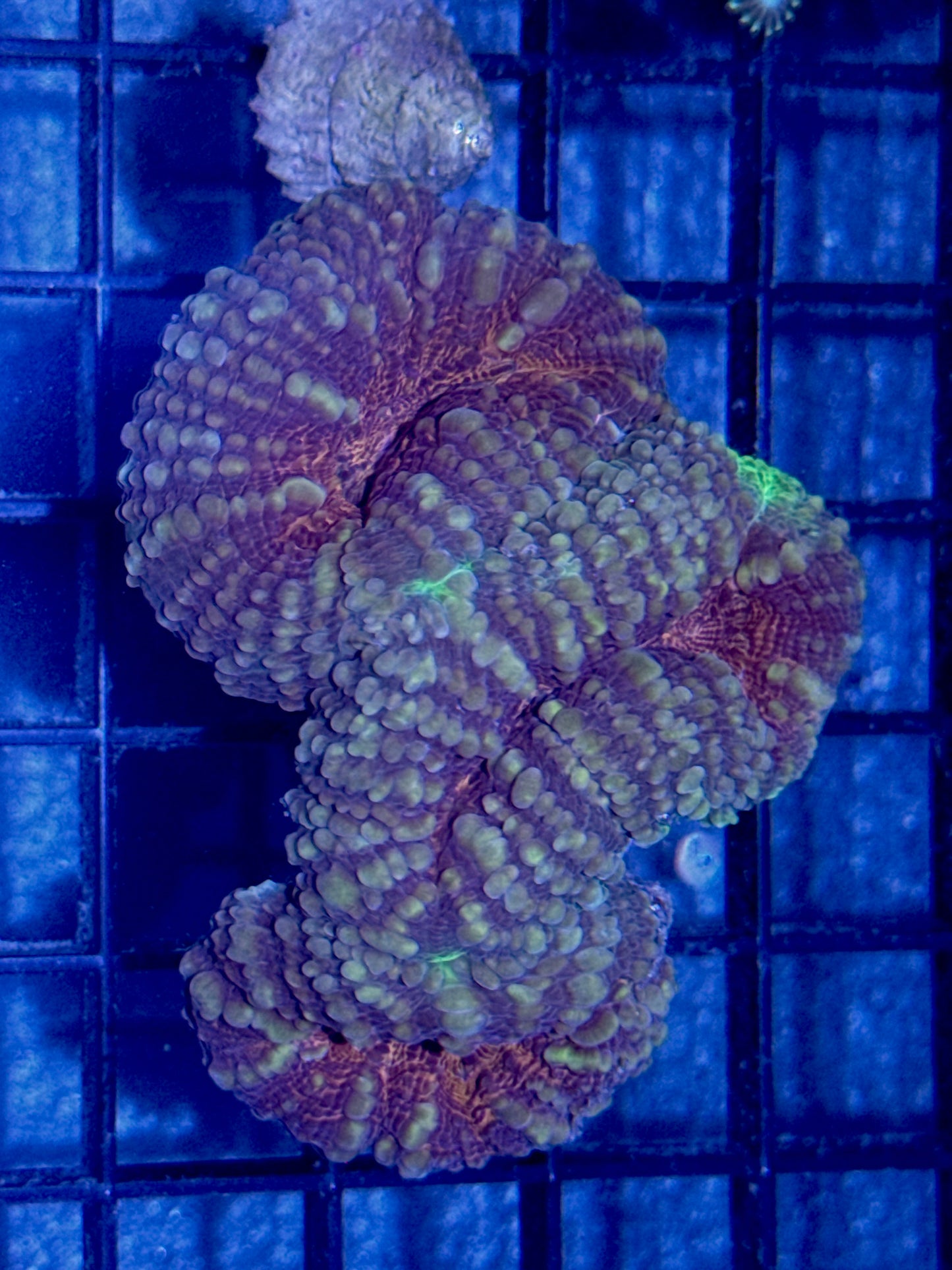 Lobo Frag