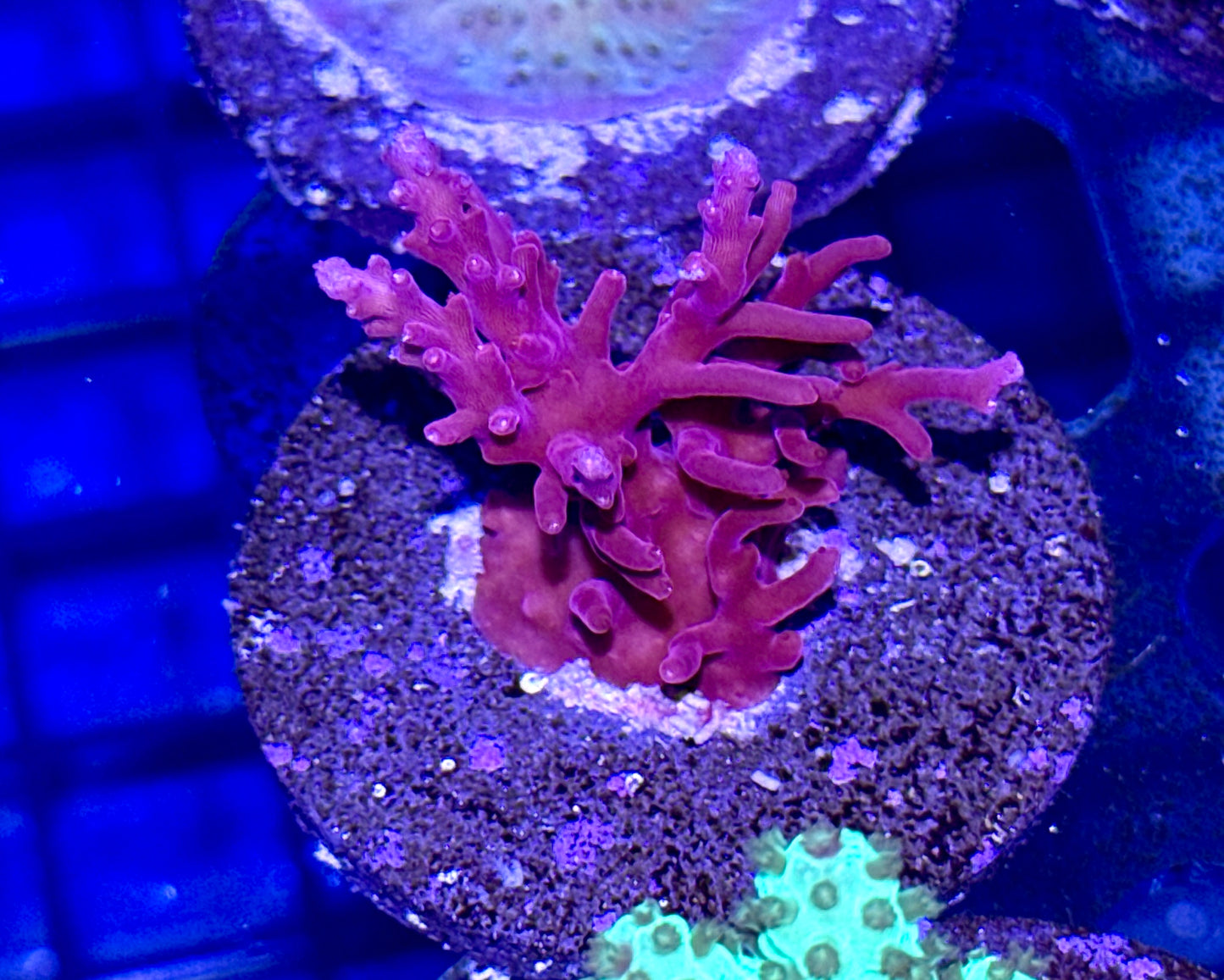 Acro Frag