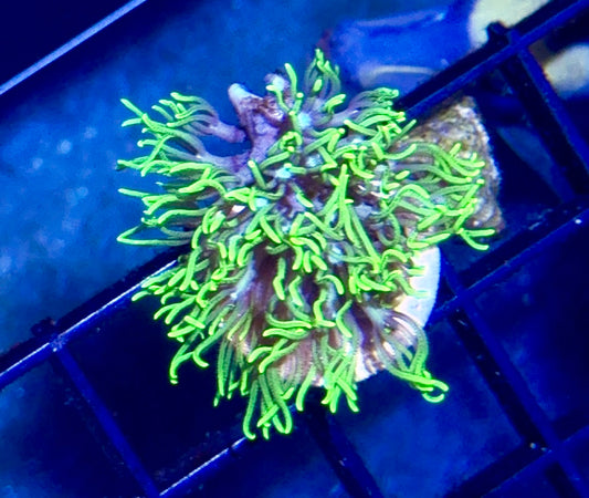 Branching Green Star Polyp