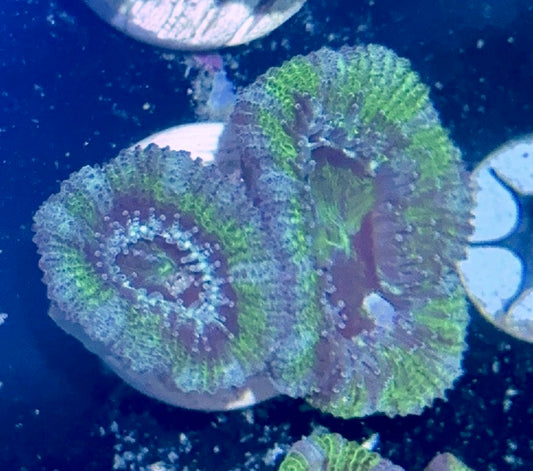 Acan Frag