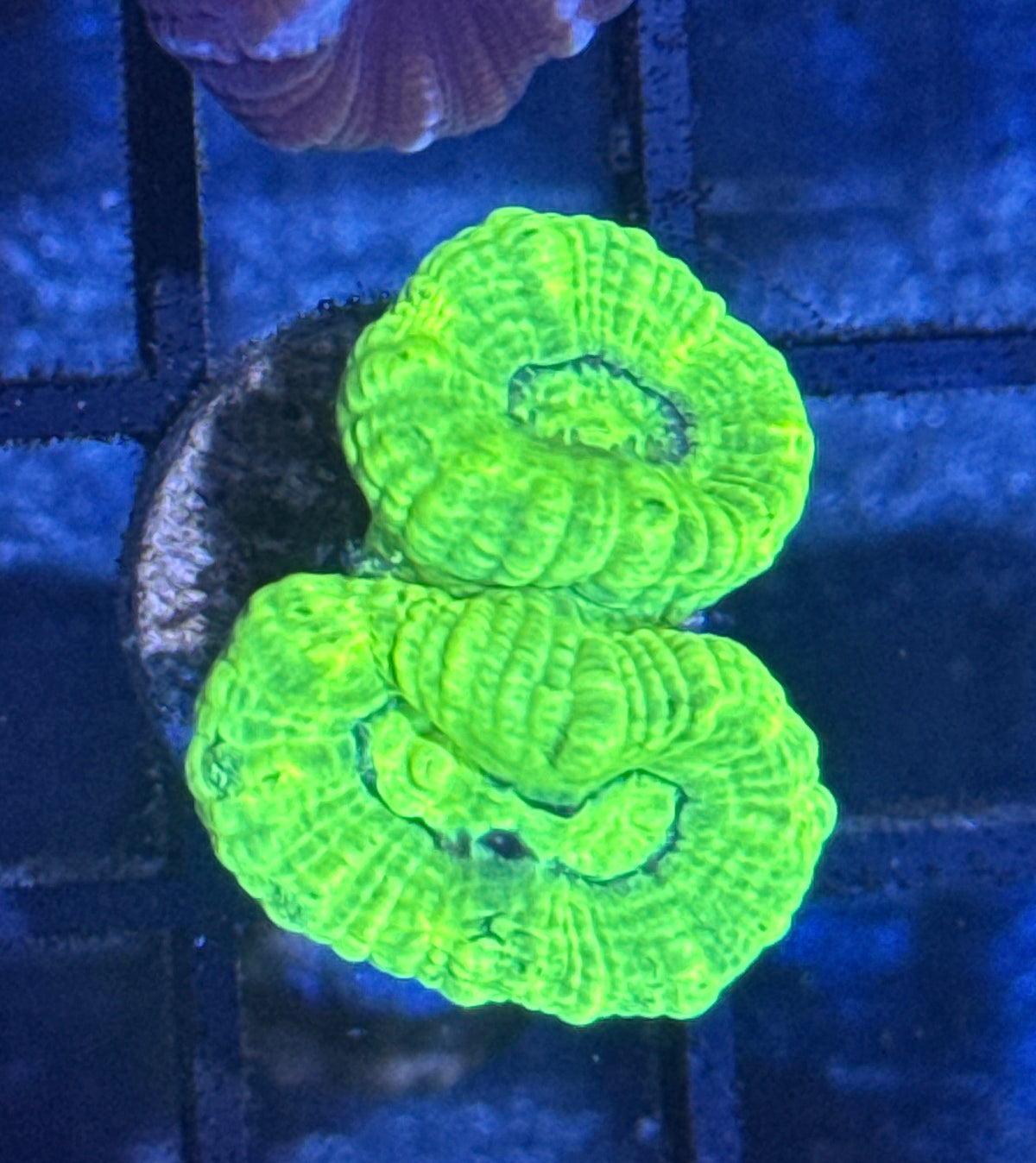 Kryptonite Candy Cane Frag