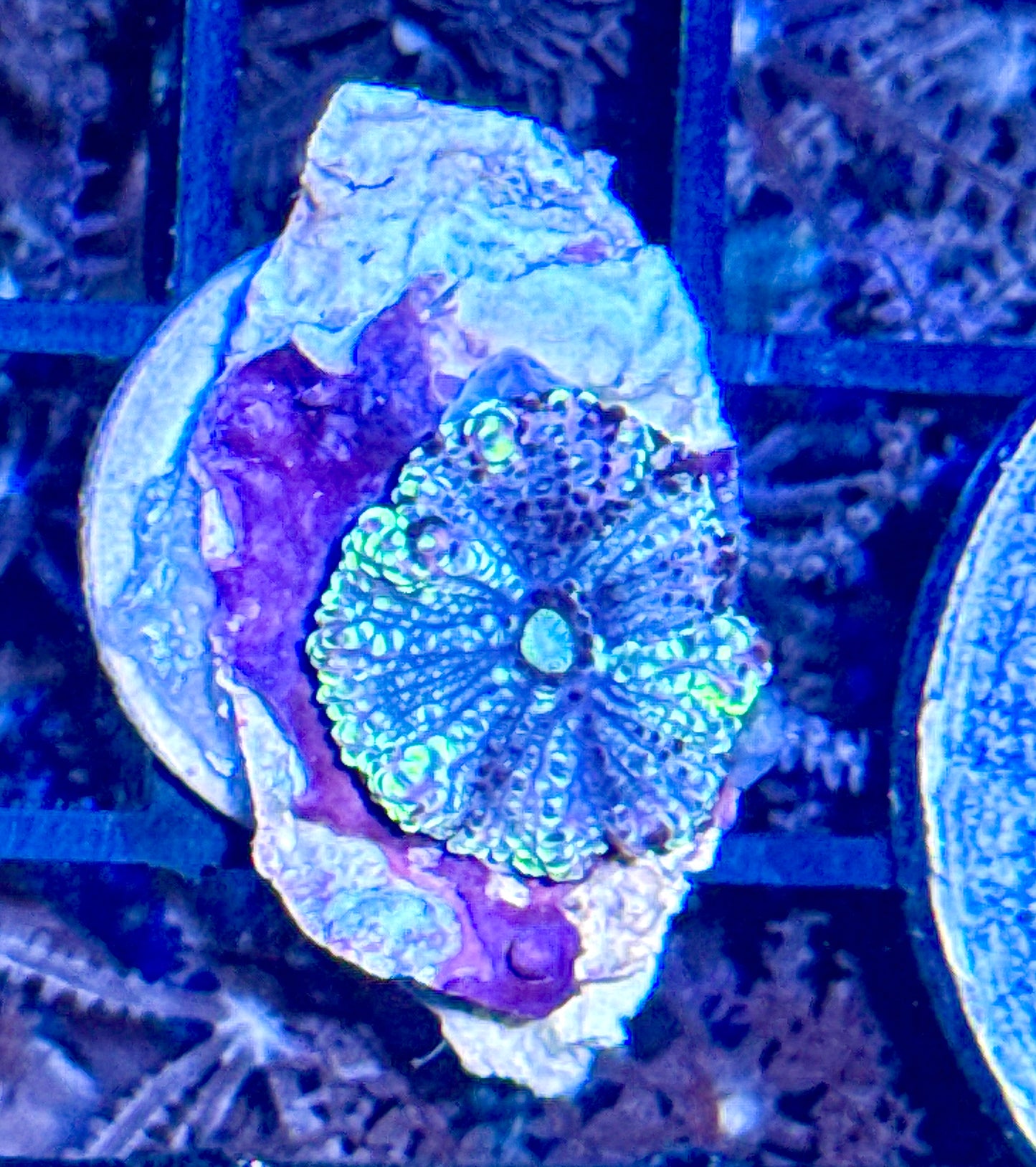 Lemon Drop Yuma Mushroom