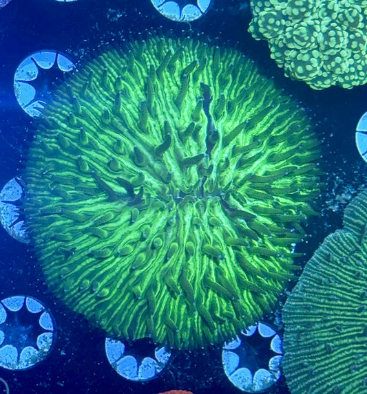 Green Fungia Plate Coral