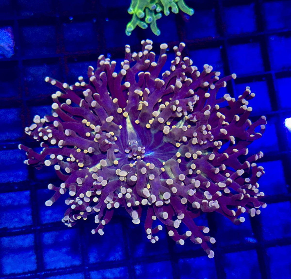 Orange Octospawn