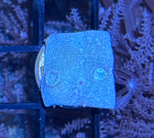 Pagoda Cup Frag