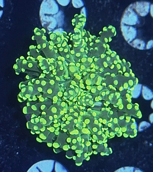 Octospawn
