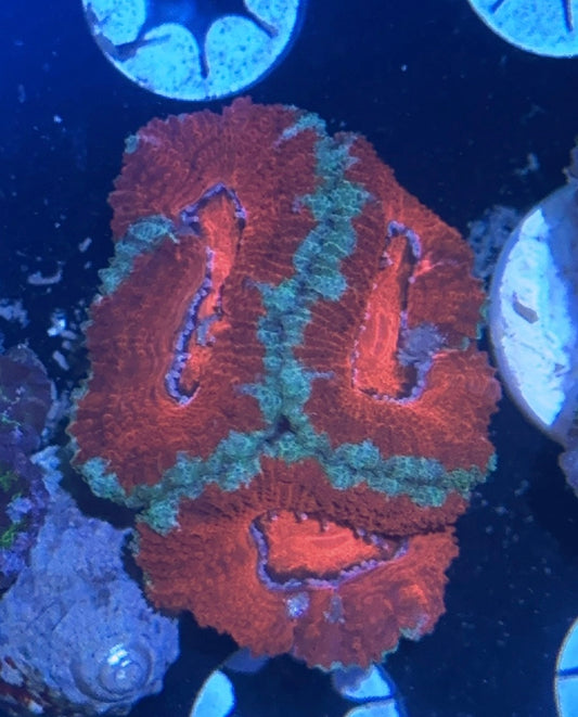 Acan Frag