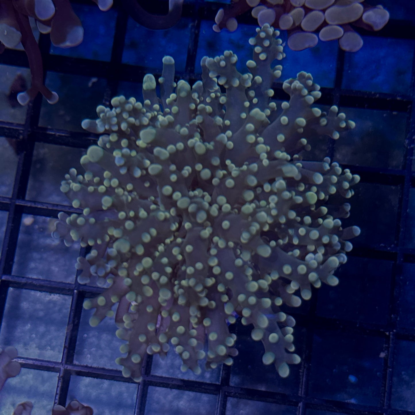 Yellow Branching Octospawn