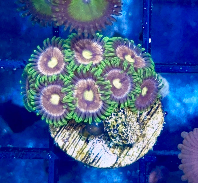 Zoa
