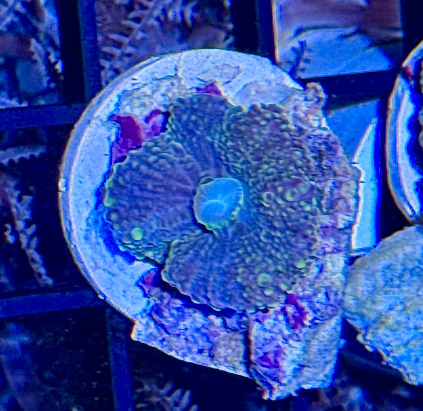 Yuma Mushroom