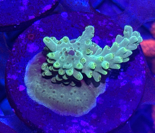 Acro Frag