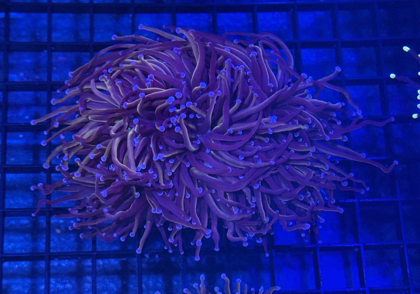 Indo Knicks Torch (3 heads)