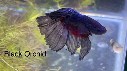 Black Orchid Betta