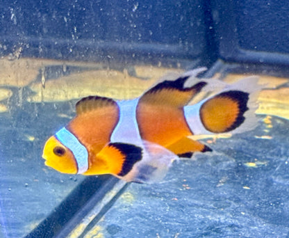 Haddoni Carpet Anemone/ Rescue Clown Deal
