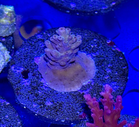 Acro Frag