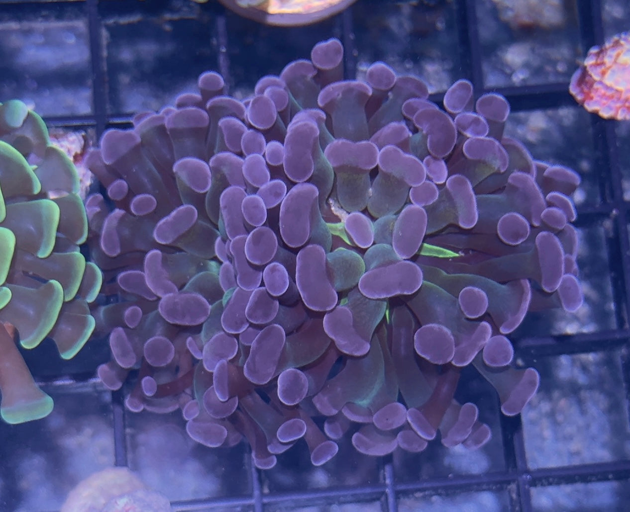 Green Center/Purple Tip Branching Hammer
