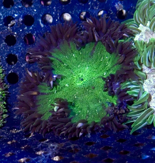 Rock Flower Anemone