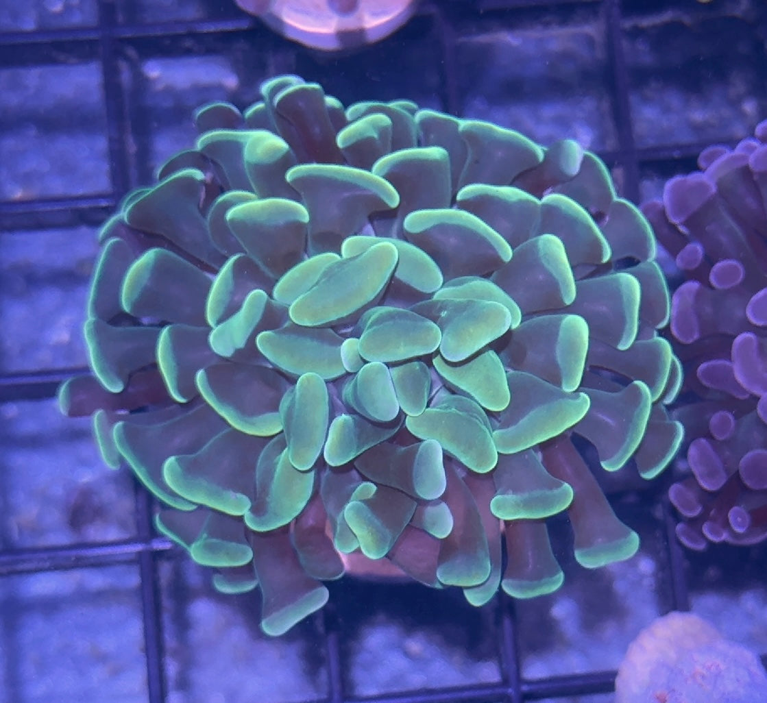 Mint Green Branching Hammer