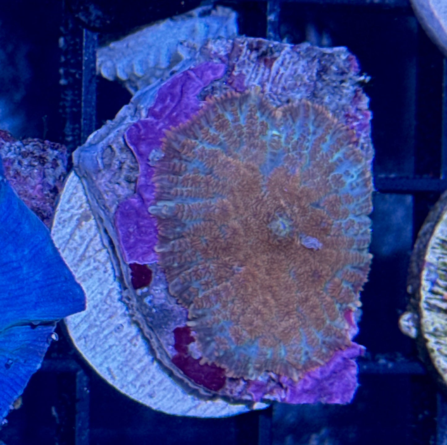 Bullseye Rhodactis Mushroom