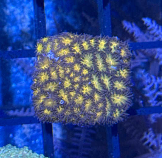 Lepto Frag