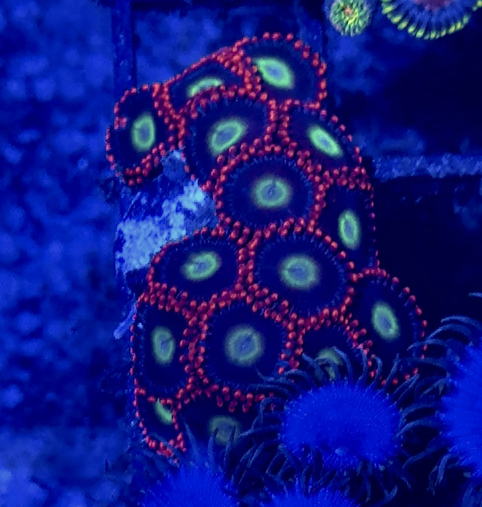 Zoa Frag
