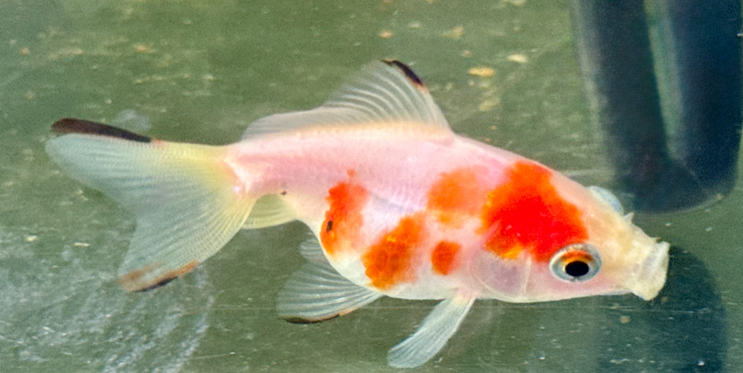 Orange & White Faintail 2.5”