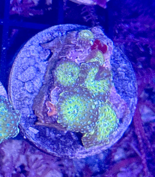 Disco Mushroom
