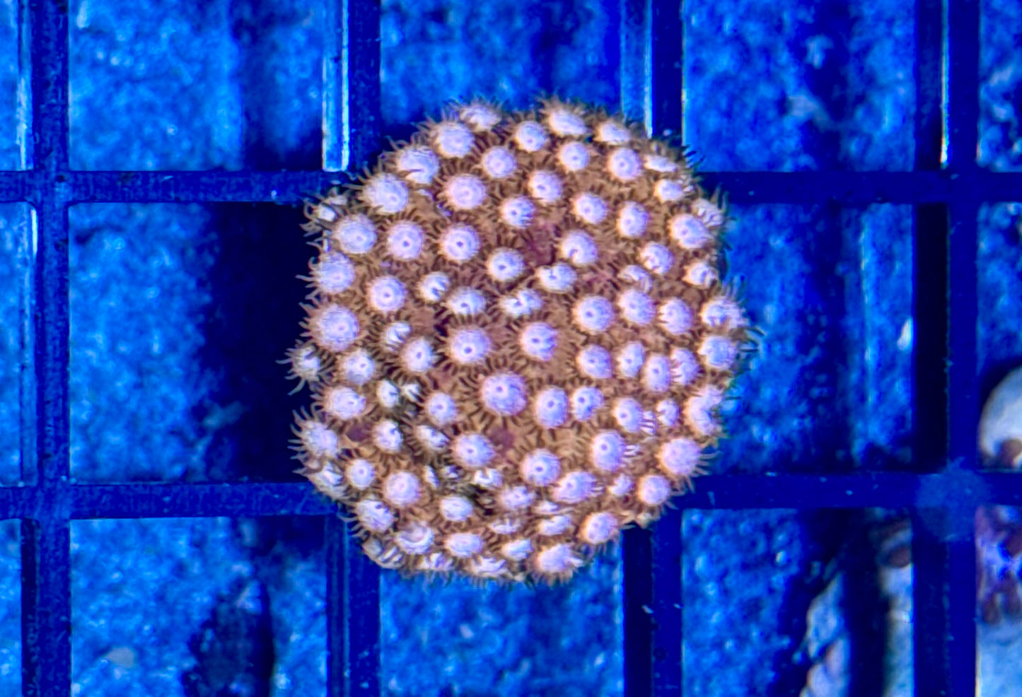Cyphastrea Frag