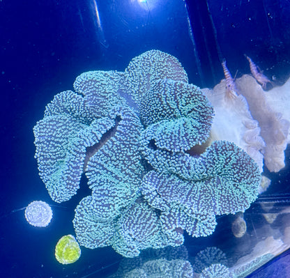 Haddoni Carpet Anemone/ Rescue Clown Deal