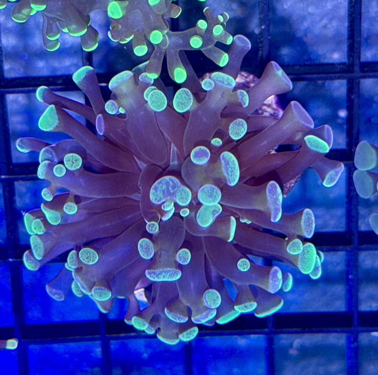 Branching Splatter Hammer