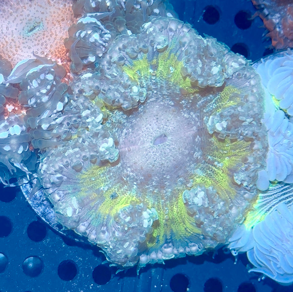 Rock Flower Anemone