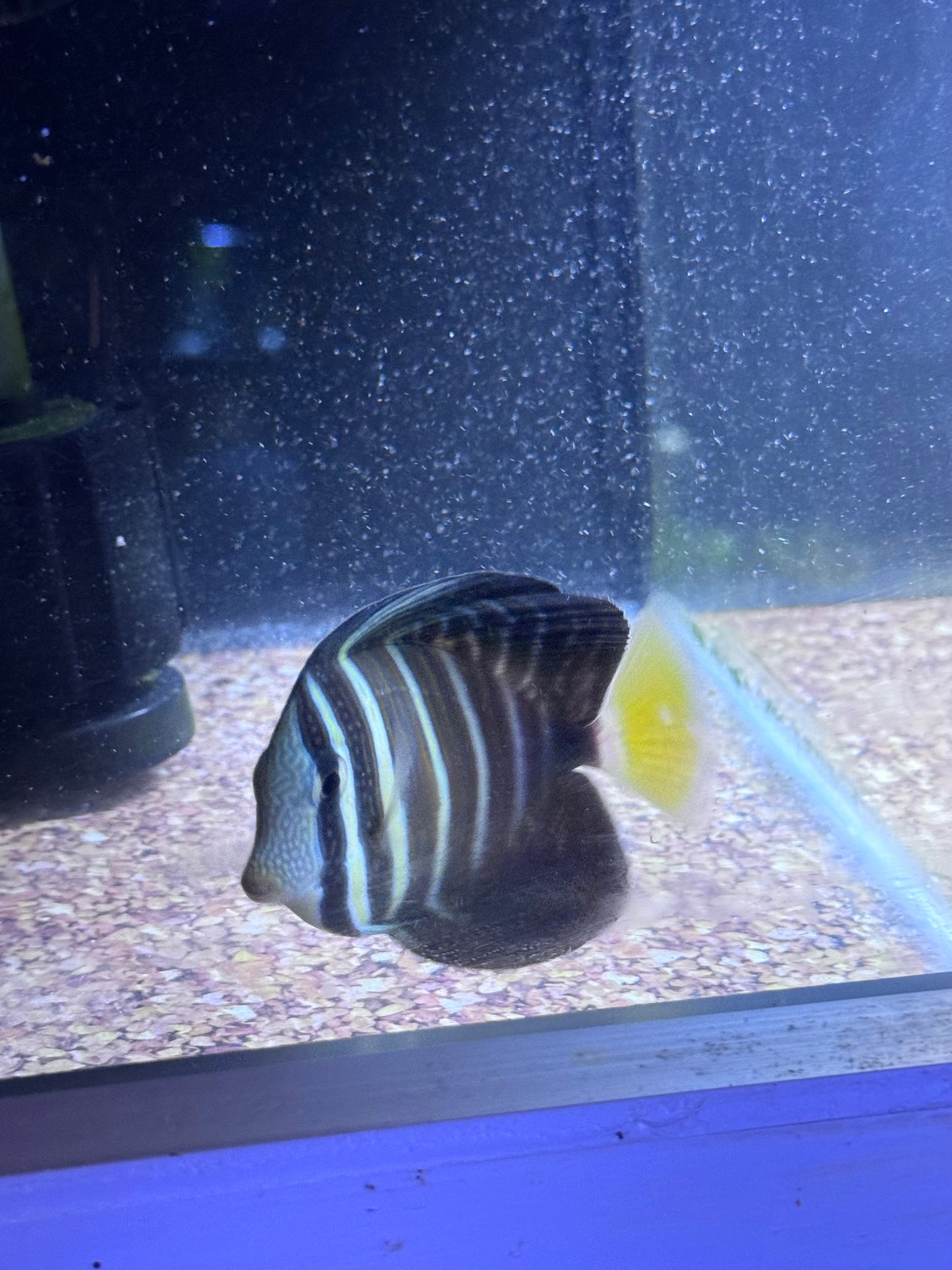 Sailfin Tang 3”