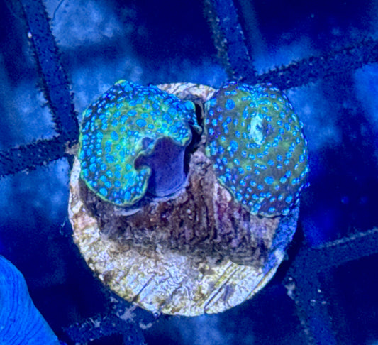 Disco Mushroom