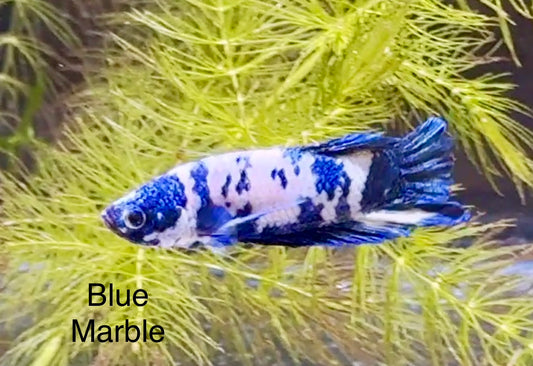 Blue Marble Betta