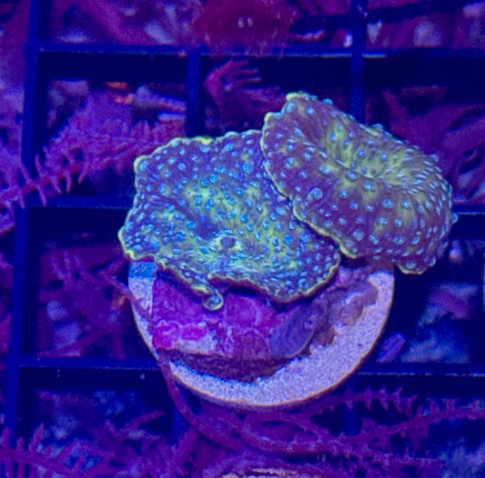 Disco Mushroom