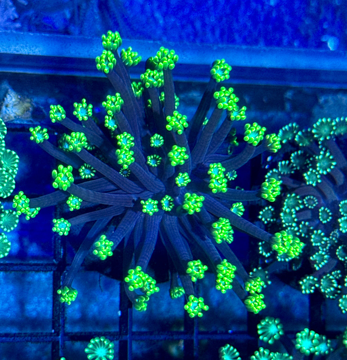 Goniopora Frag