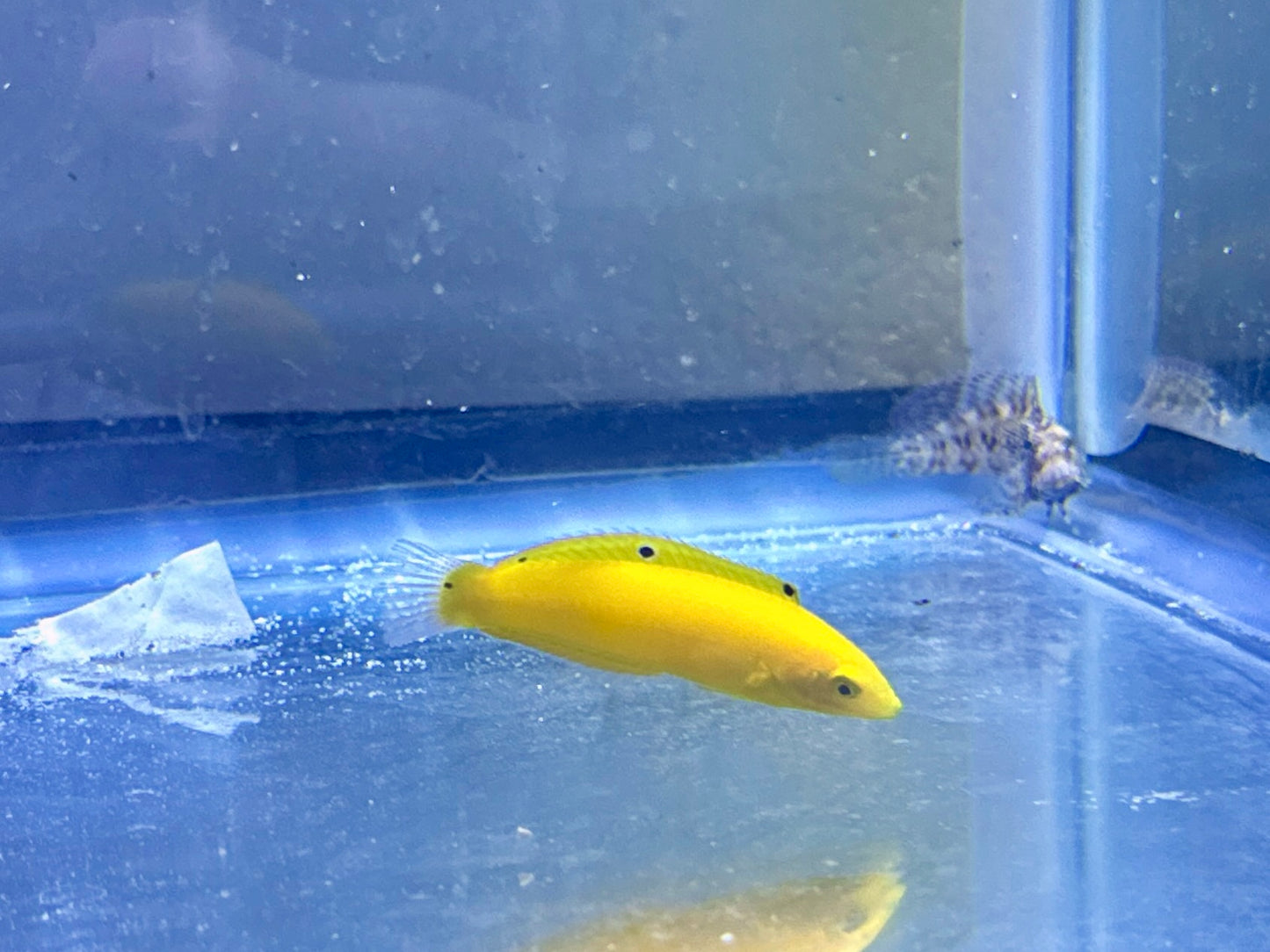 Yellow Coris Wrasse
