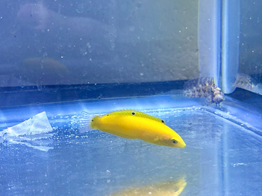Yellow Coris Wrasse