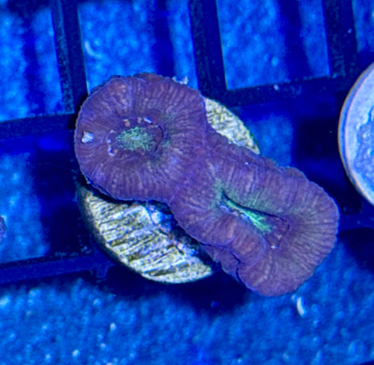 Acan Frag