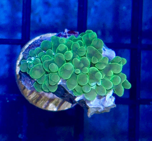 Bubble Coral Mini