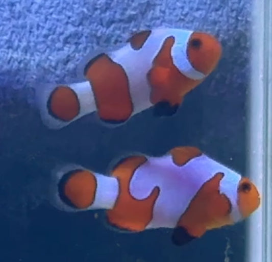 Da Vinci Clown Pair