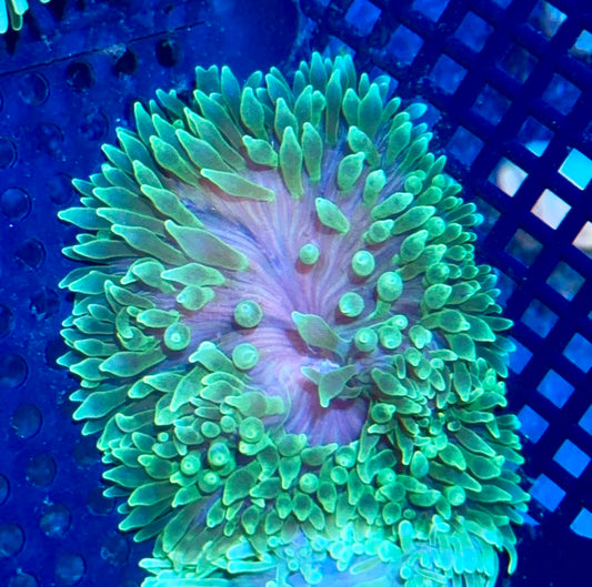 Bubble Tip Anemone