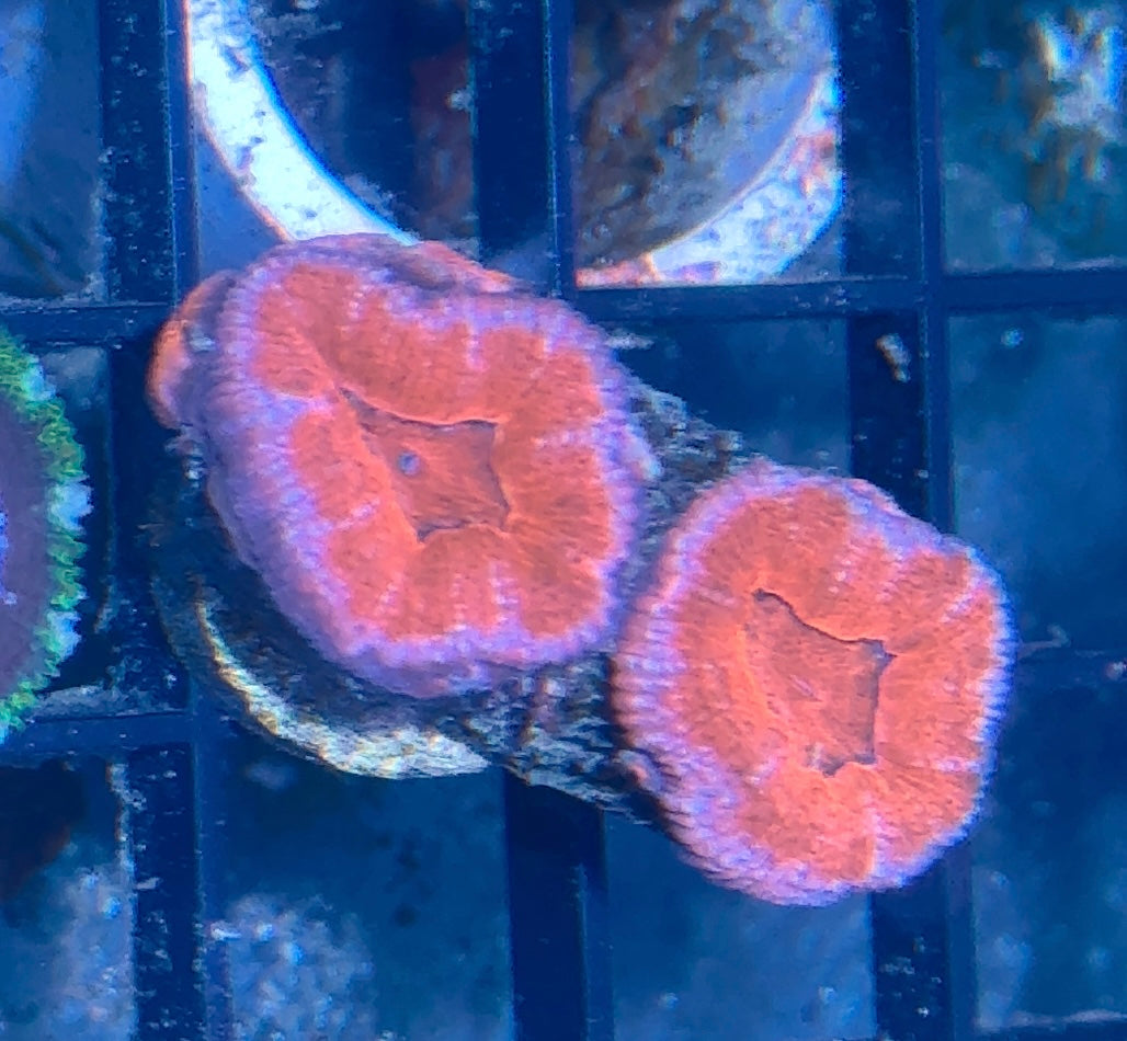 Acan Frag