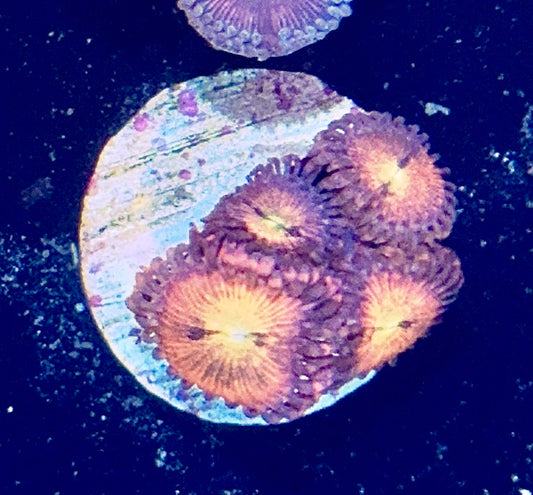 Zoa