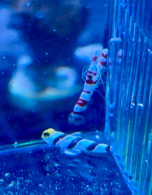 Yellow Rose Goby/ Candy Cane Pistol Shrimp Pair