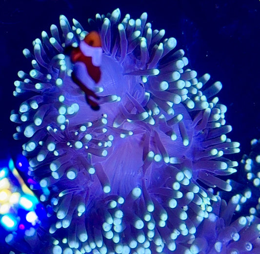 Ritteri Anemone