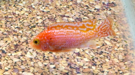 Cichlid