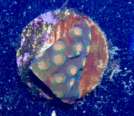 Lepto Frag