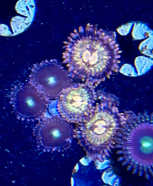 Zoa
