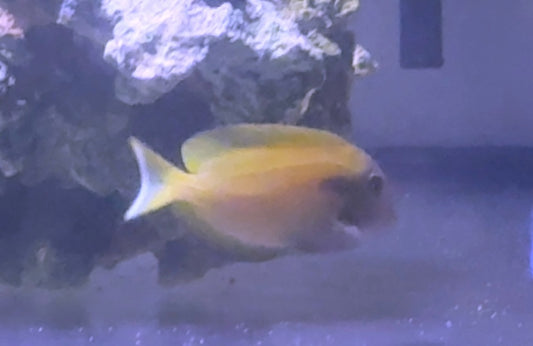 Orange Shoulder Tang